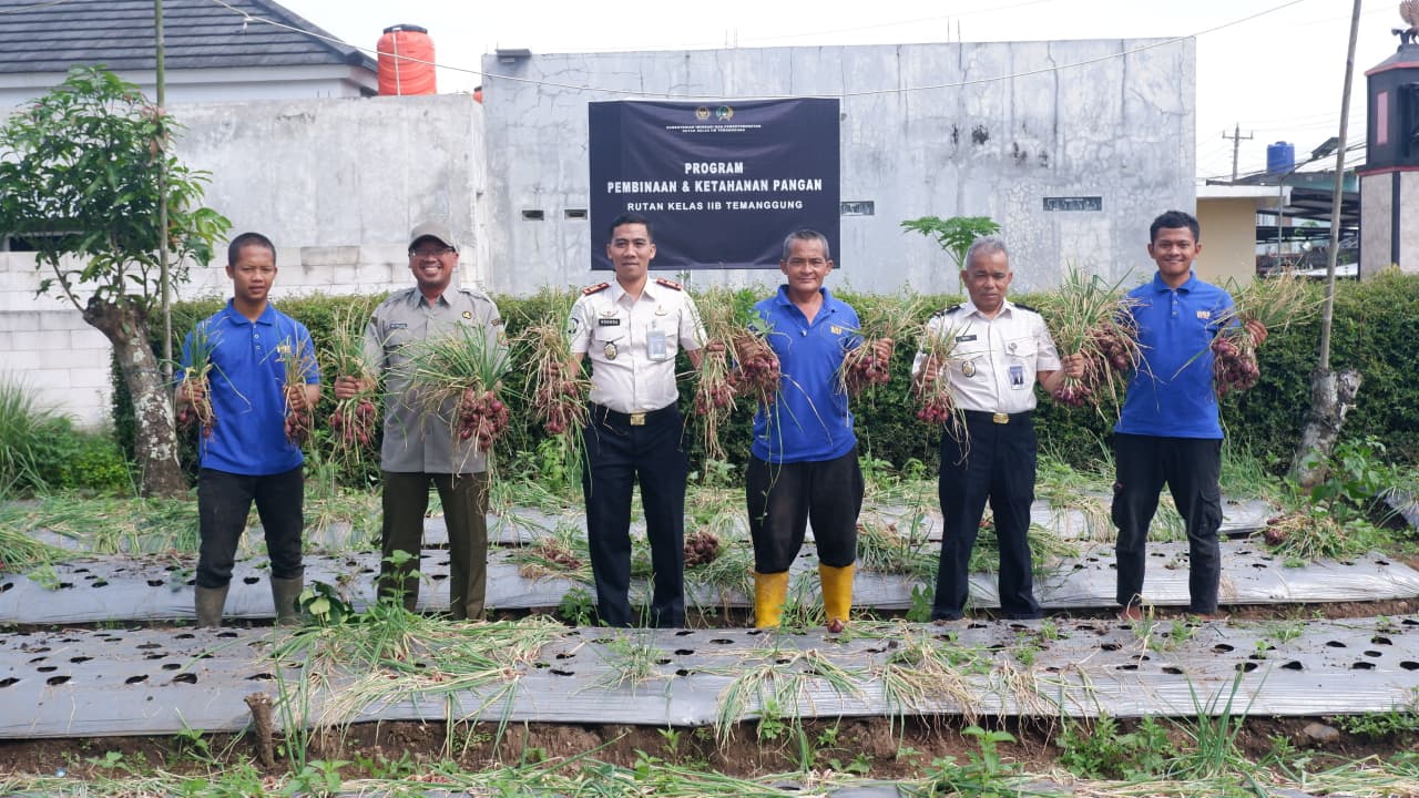 Panen Bawang Merah