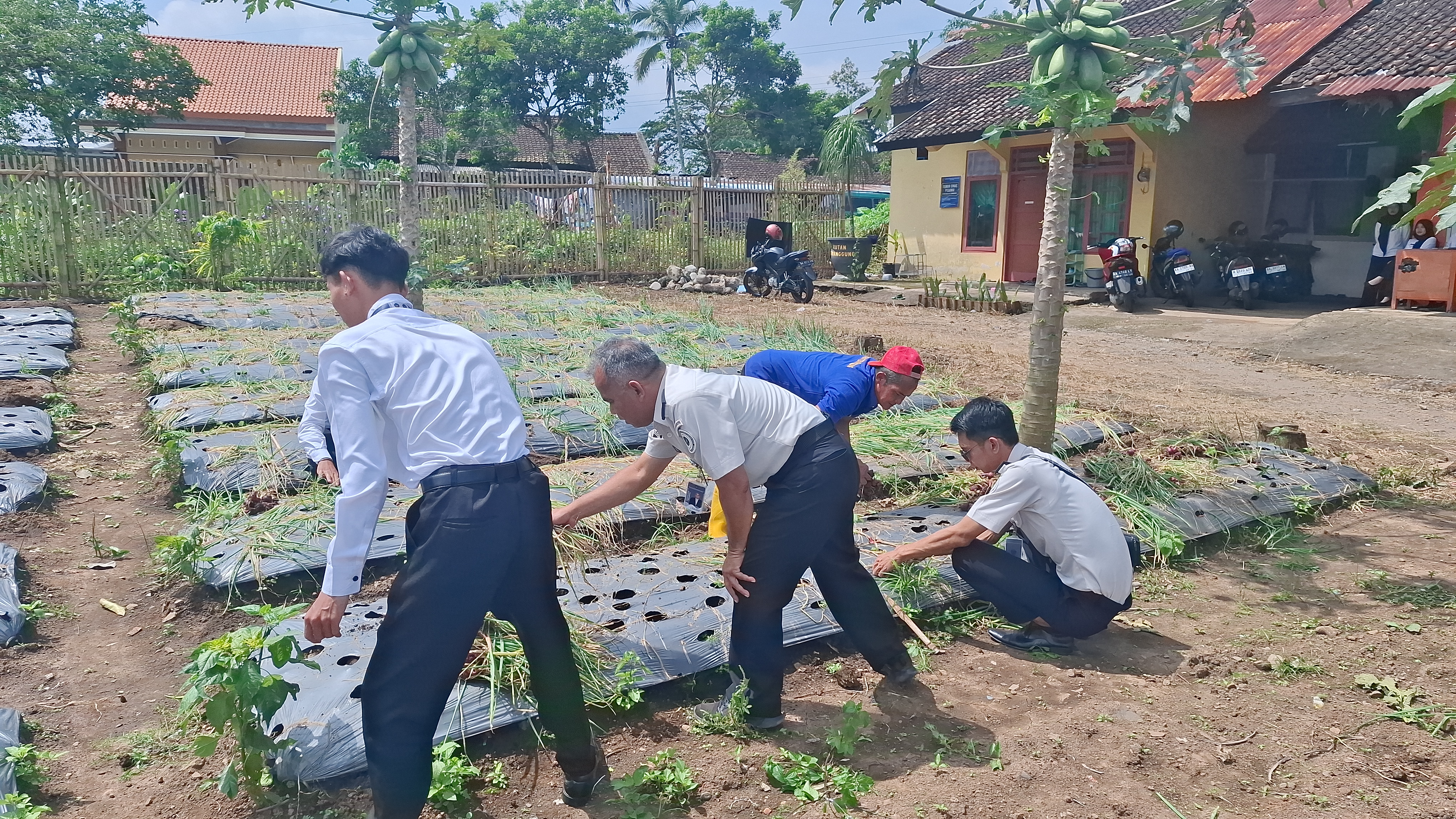 ketapang